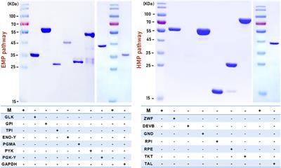 Characterization of the enzyme kinetics of EMP and HMP pathway in Corynebacterium glutamicum: reference for modeling metabolic networks